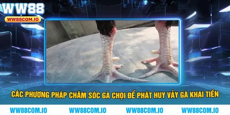 Các phương pháp chăm sóc gà chọi để phát huy vảy gà khai tiền