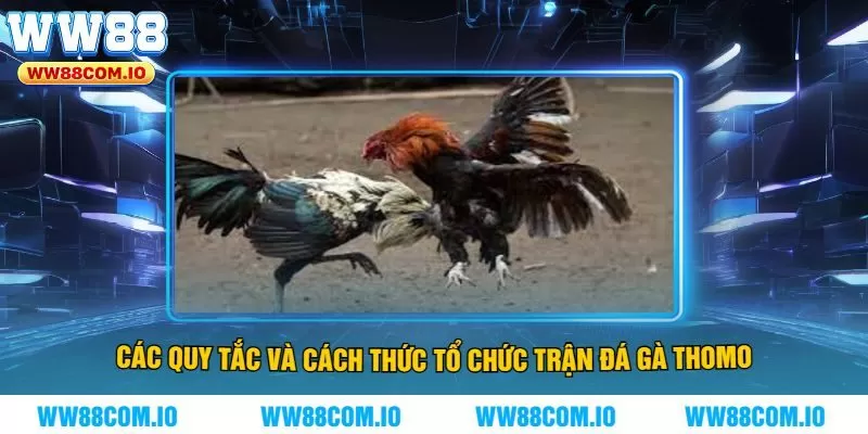 Các Quy Tắc và Cách Thức Tổ Chức Trận Đá Gà Thomo