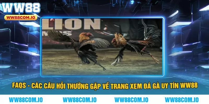 FAQs - Các Câu Hỏi Thường Gặp Về Trang Xem Đá Gà Uy Tín WW88