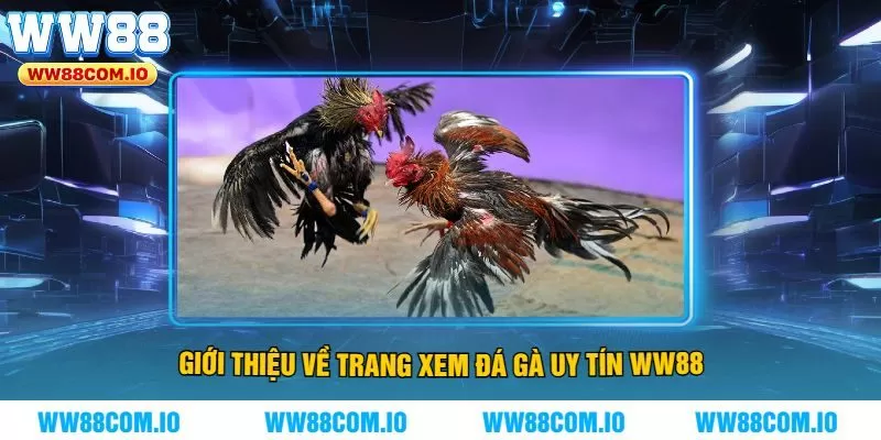 Giới Thiệu Về Trang Xem Đá Gà Uy Tín WW88