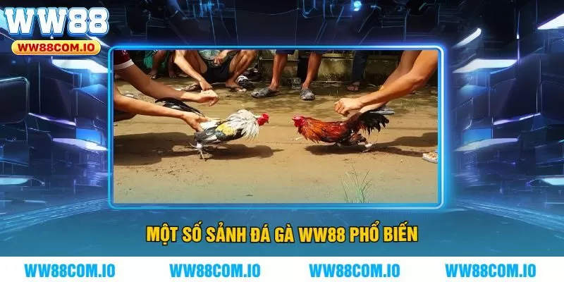 Một Số Sảnh Đá Gà WW88 Phổ Biến