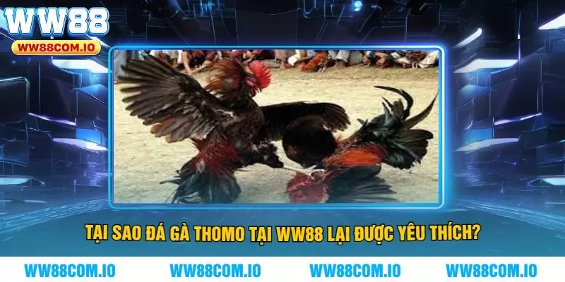 Tại Sao Đá Gà Thomo Tại WW88 Lại Được Yêu Thích?