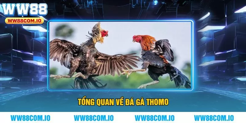 Tổng Quan Về Đá Gà Thomo