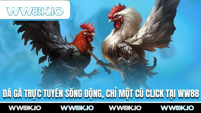 Đá gà trực tuyến sống động, chỉ một cú click tại WW88
